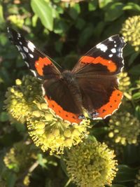 Close-up of butterfly pollinating on flower