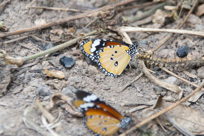 Butterfly on flower