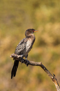 Close-up of bird perching outdoors