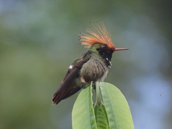 Close-up of bird perching on a plant