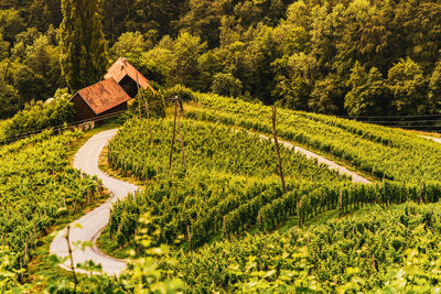 Scenic view of agricultural field