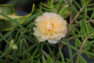 Close-up of white rose flower