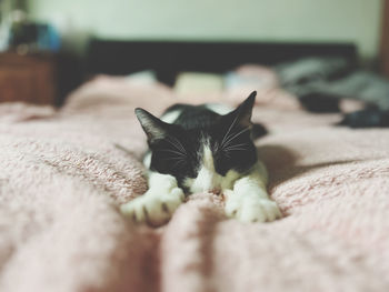 A cat sleeping peacefully on pink fluffy bedding 