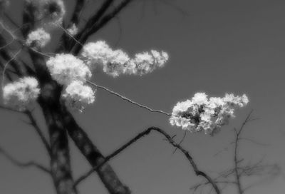 Low angle view of tree against sky