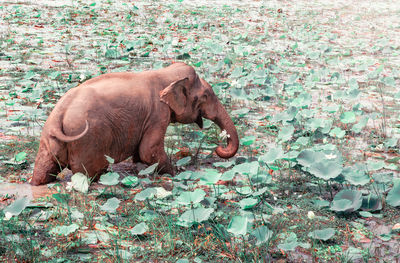 Side view of elephant standing on land