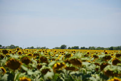 Sunflowers growing against sky on field