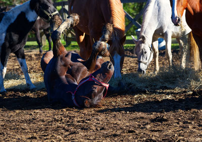 Horses standing in ranch