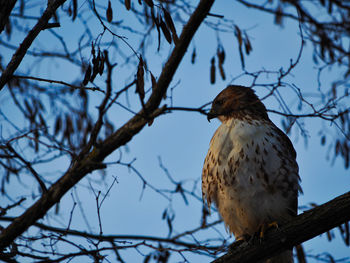 Low angle view of eagle perching on tree