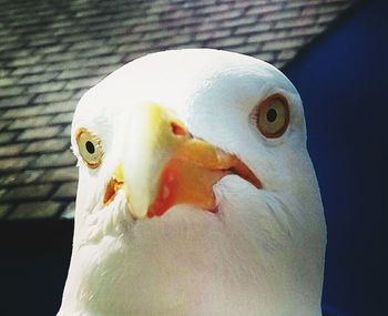 Close-up of parrot perching