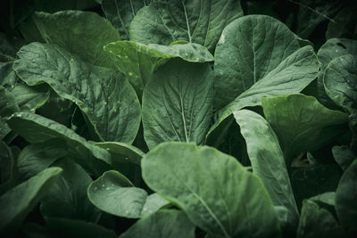 Close-up of green leaves