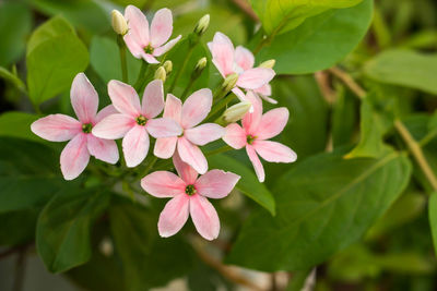 Close-up of pink flowering plant