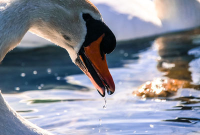 Close-up of swan in lake