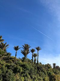 Low angle view of trees against blue sky