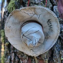 Close-up of tree trunk