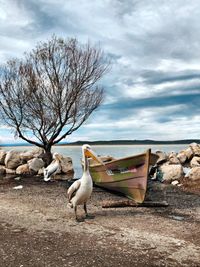 View of birds on land against sky