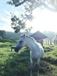 Horse grazing on field against sky