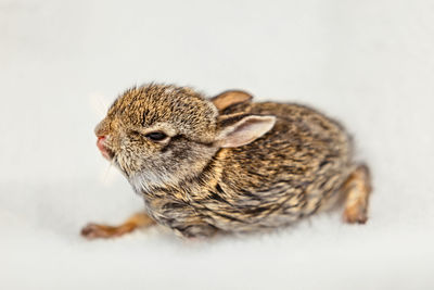 Close up of a cute and fluffy baby bunny, white cotton ball rabbit. easter background