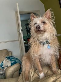 Portrait of dog looking at home