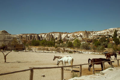 Scenic view of horses on ground against clear sky