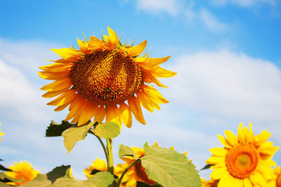 Low angle view of sunflower against sky