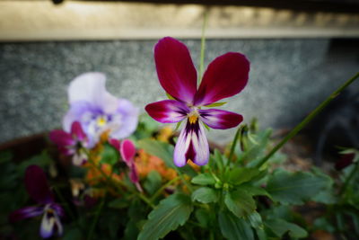 Close-up of pink flowering plant