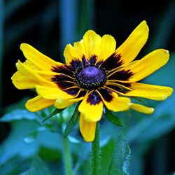 Close-up of yellow flower