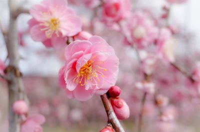 Close-up of pink cherry blossoms