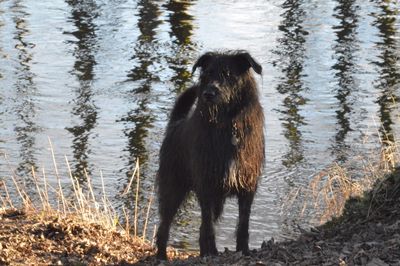 Monkey standing by river