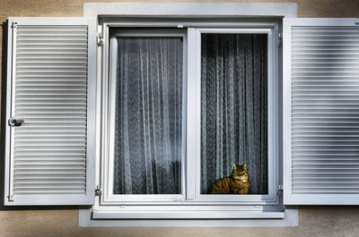 Cat looking through window