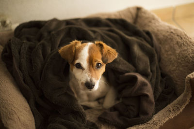 Portrait of dog relaxing on pet bed