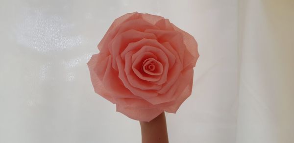 Close-up of rose against white wall