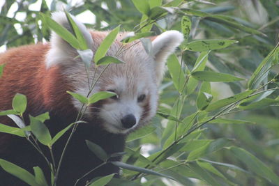 Close-up of a red panda