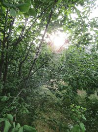 Low angle view of trees in forest