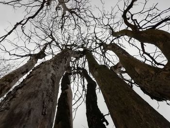 Low angle view of bare tree against sky