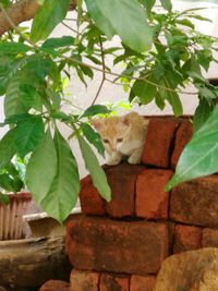 Low angle view of cat looking up