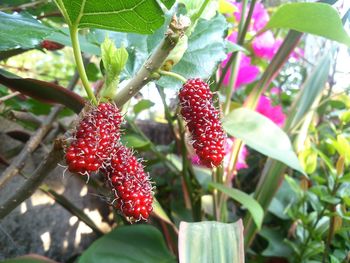 Close-up of raspberries on tree