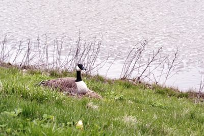 Bird on a field