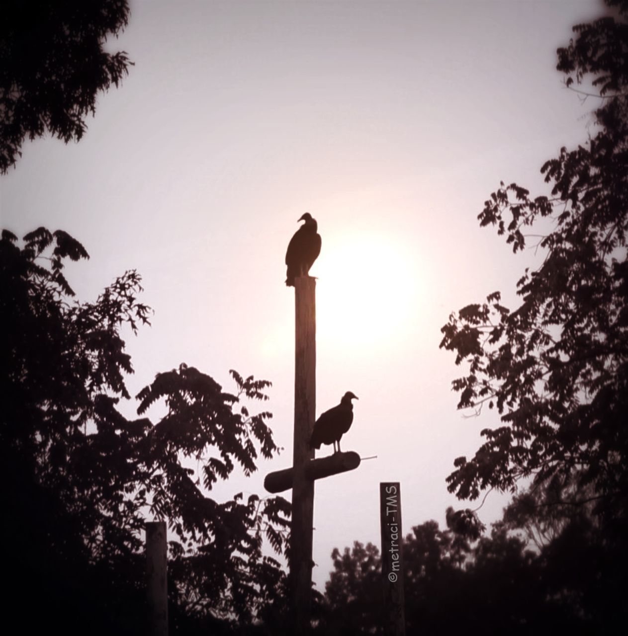 LOW ANGLE VIEW OF BIRDS PERCHING ON TREE