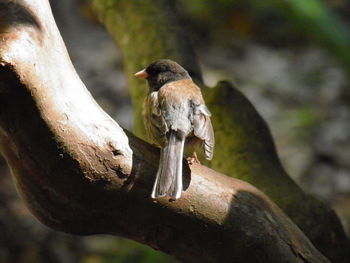 Close-up of bird perching on tree