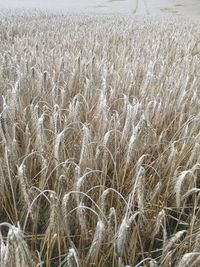 Close-up of wheat field