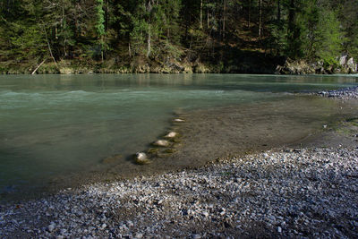 Scenic view of lake in forest