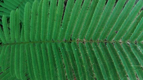 Full frame shot of green leaf