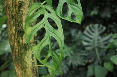 Close-up of fresh green leaf