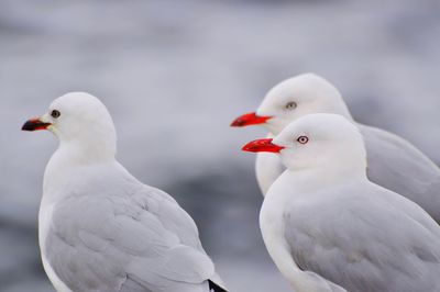 Close-up of birds