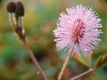 Close-up of pink flowering plant