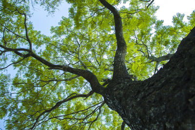 Low angle view of trees against sky