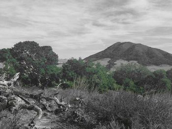 Plants on landscape against mountain range