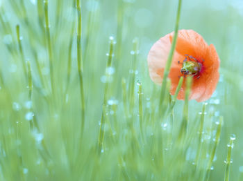 Orange poppy flowers blooming on wet grassy field