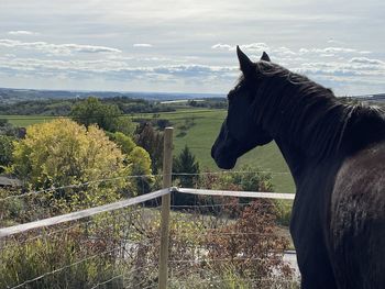 View of horse on field against sky