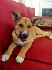 Close-up portrait of dog relaxing on sofa